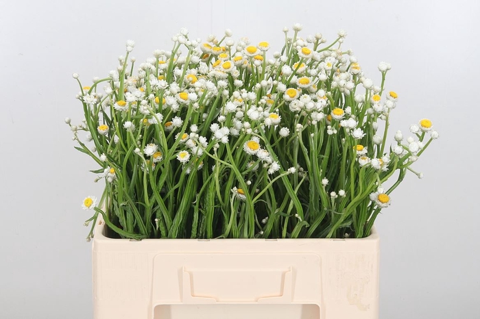 <h4>Ammobium Alatum</h4>