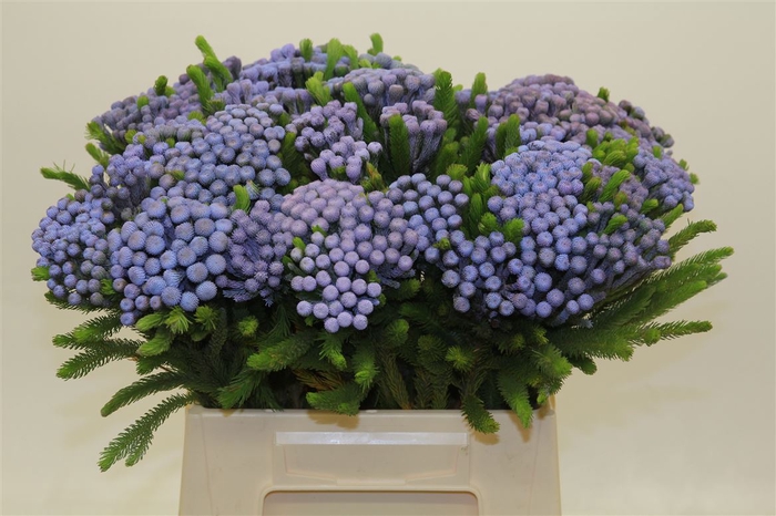 <h4>Albiflora Lavender</h4>