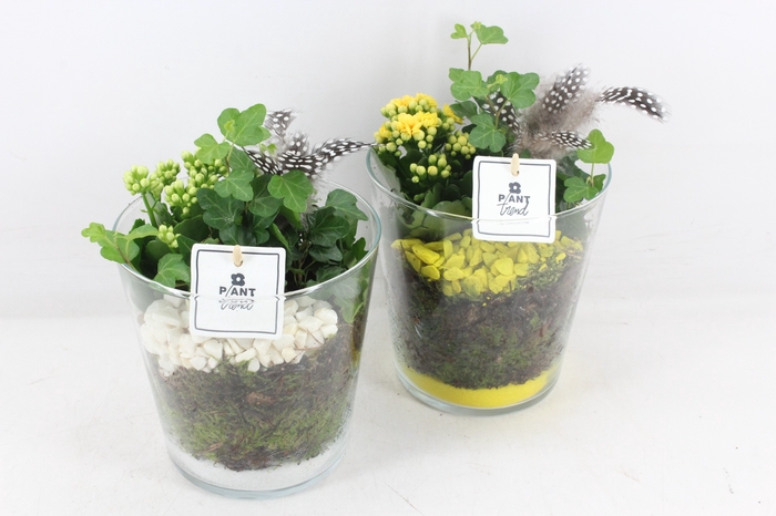<h4>arr2 PL - Glas pot x3 - geel/wit</h4>