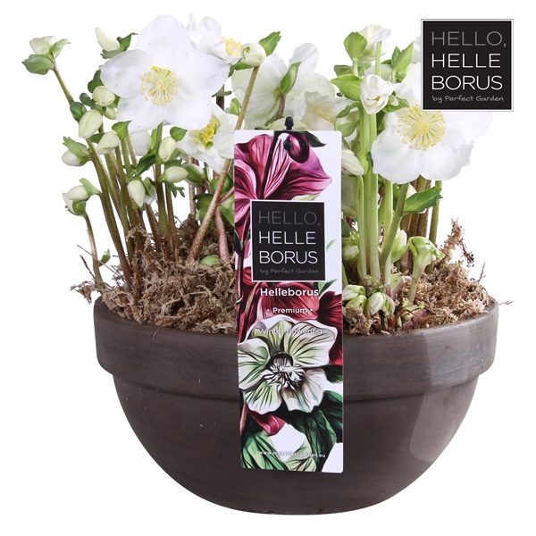 <h4>Helleborus niger 'Christmas Carol' P21 (Naked Basalt series)</h4>
