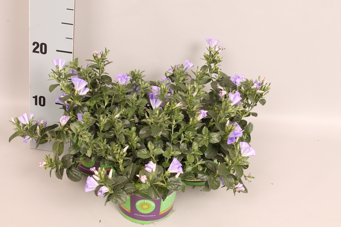 <h4>Convolvulus Early Blue</h4>