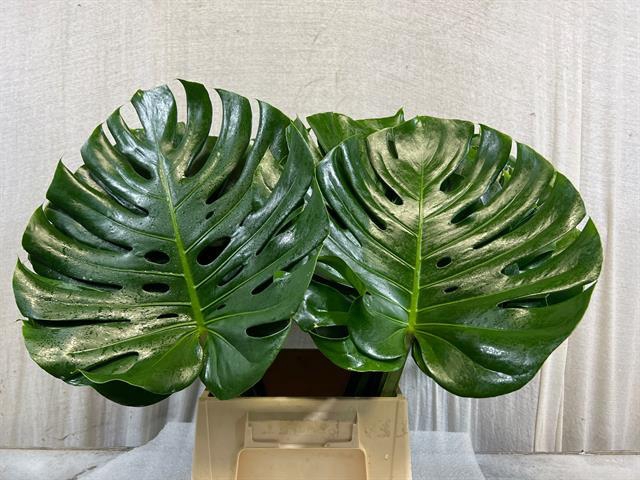 <h4>Leaf monstera</h4>