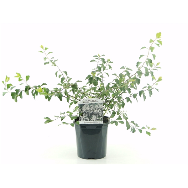 <h4>Spiraea vanhouttei</h4>