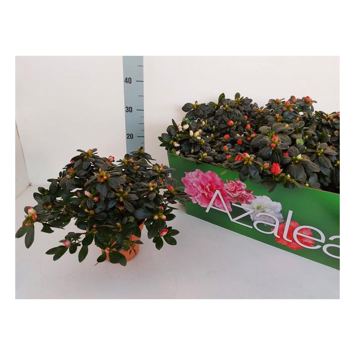 <h4>Rhododendron simsii mix 13Ø 26cm 28Ø</h4>
