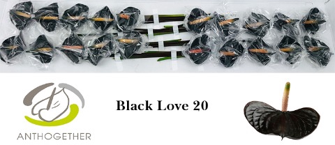 <h4>Anthurium love black</h4>