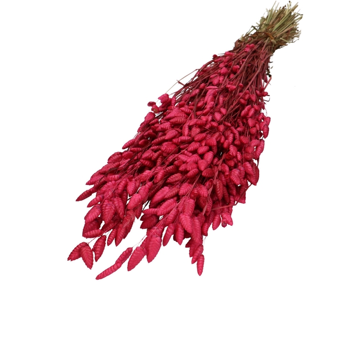 <h4>Droogbloem Briza Maxima 60cm</h4>