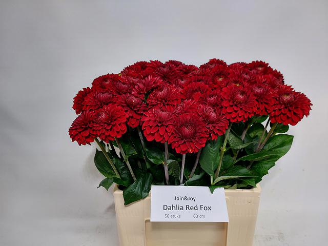 <h4>Dahlia red fox</h4>