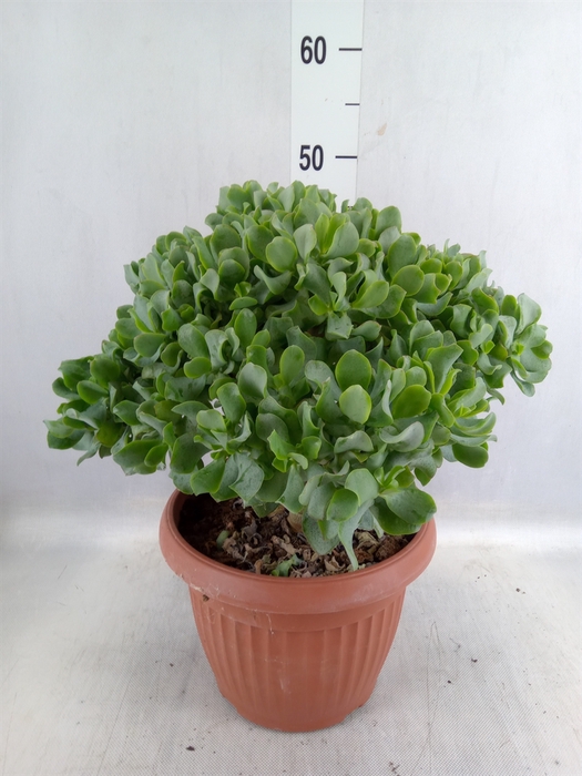 <h4>Crassula arborescens subsp. undilat</h4>