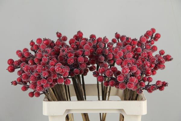 <h4>Stick Berries Rose Hips Snow</h4>