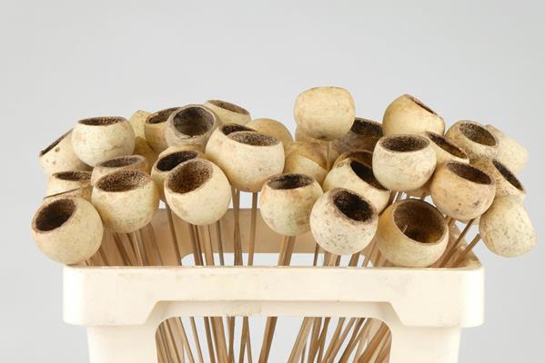 <h4>Stick Bell Cup Natural</h4>