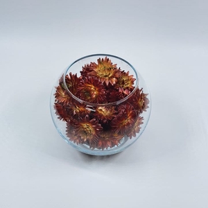 Bol d10cm helichrysum rood droog