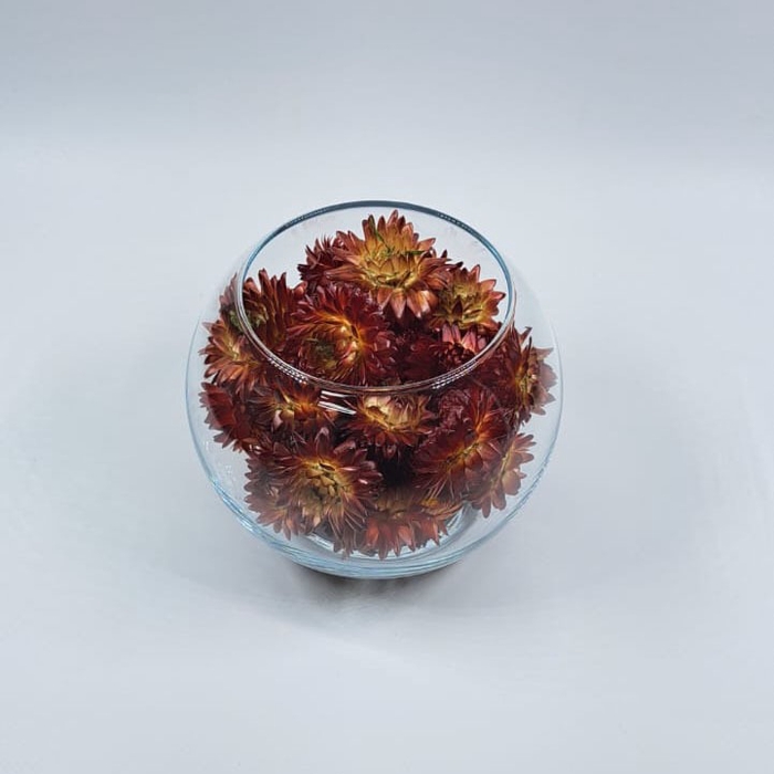 <h4>Bol d10cm helichrysum rood droog</h4>