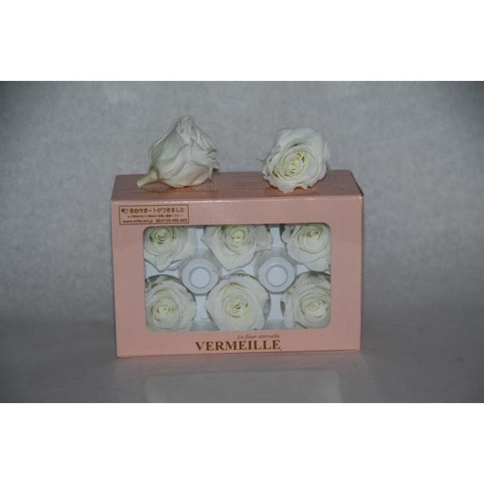 <h4>PRESERVED ROSES INES IVORY</h4>