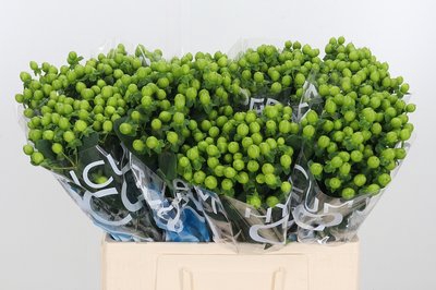 <h4>Hypericum coco bamboo</h4>