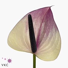 <h4>Anthurium maxima violeta</h4>