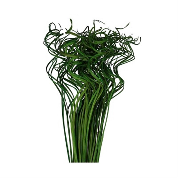 <h4>Deco Curly Ting Ting Apple Green Bunch</h4>