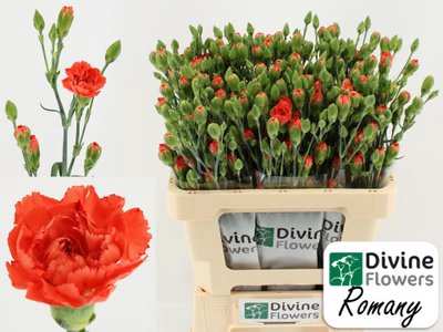 <h4>Dianthus sp romany</h4>