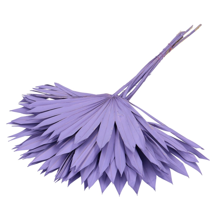 <h4>Droogbloem Palm Sun 55cm x6</h4>