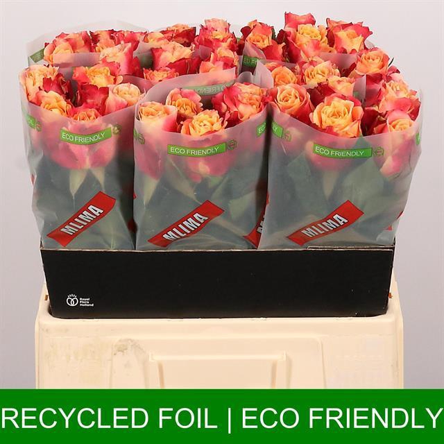<h4>Rosa la 3D</h4>