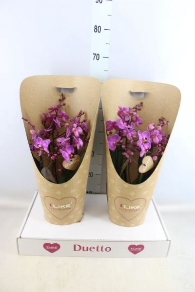 <h4>Phalaenopsis ...lilac</h4>
