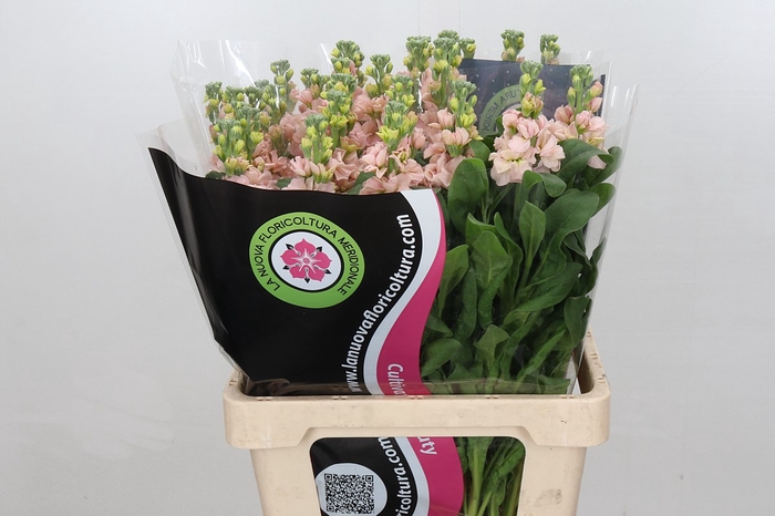 <h4>Matthiola incana iron apricot</h4>