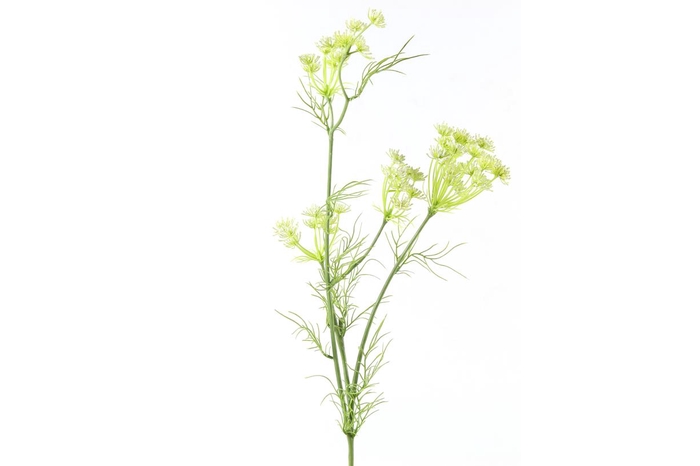 <h4>Af Daucus L80cm Wit</h4>
