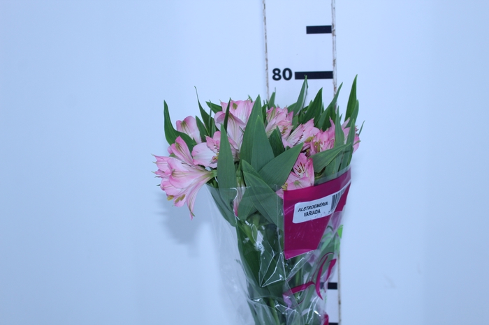 <h4>ALSTROEMERIA DUBAI 080 CM</h4>