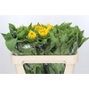 Helianthus Vincent Choice 