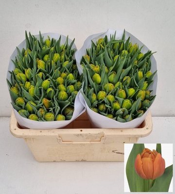 <h4>Tulipa do caracas</h4>