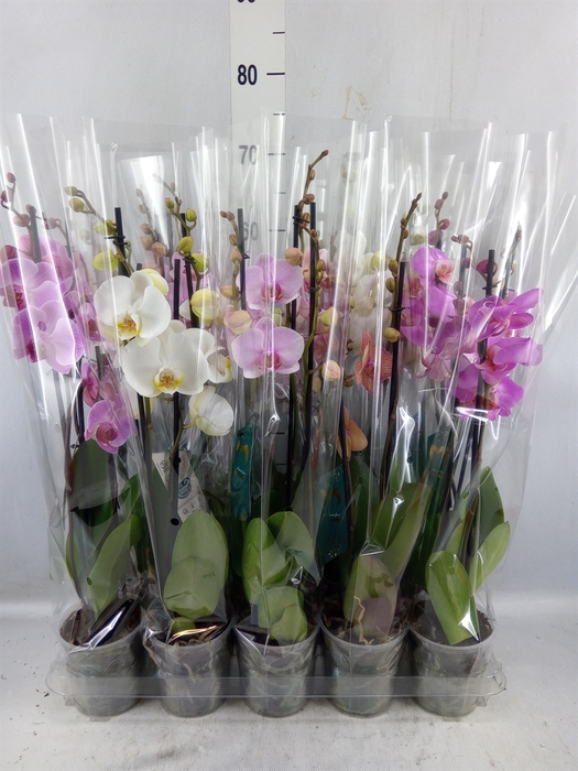<h4>Phalaenopsis ...mix 5</h4>