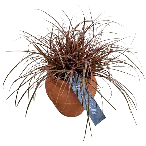 <h4>Terra Bella® Grasses Uncinia Everflame</h4>