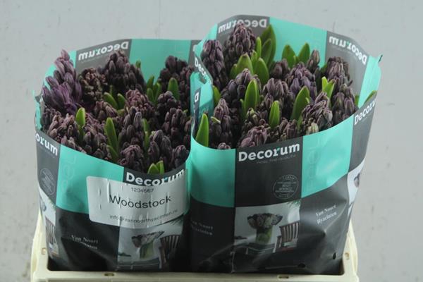 <h4>Hyacinthus woodstock</h4>