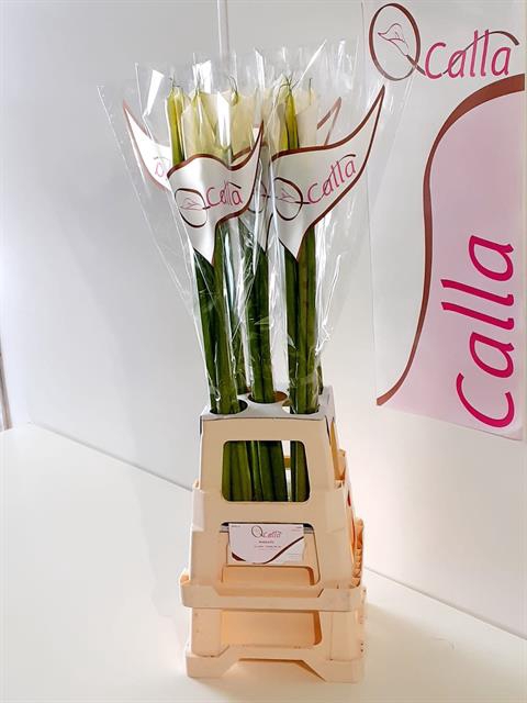 <h4>Zantedeschia ae avalanche</h4>