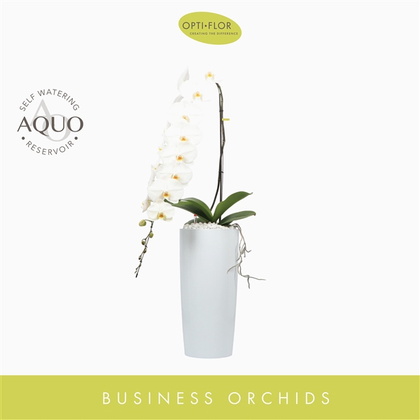 <h4>Arrangement Formidablo 15 White</h4>