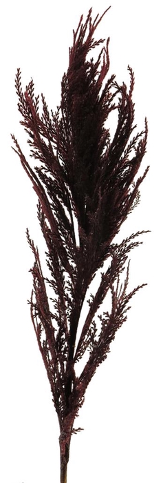 <h4>DF13-883781900 - Pampas reed spray red 109cm</h4>