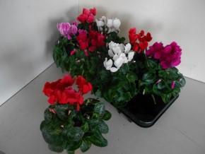 <h4>CYCL MD SUP ALLURE</h4>