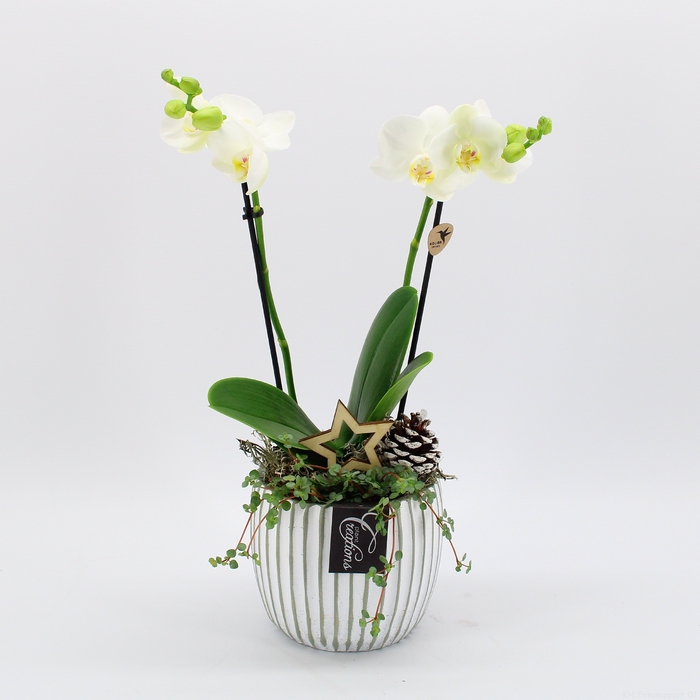 <h4>PHALXM-2317 Phalaenopsis Xmas</h4>