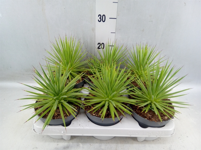 <h4>Agave stricta 'Nana'</h4>