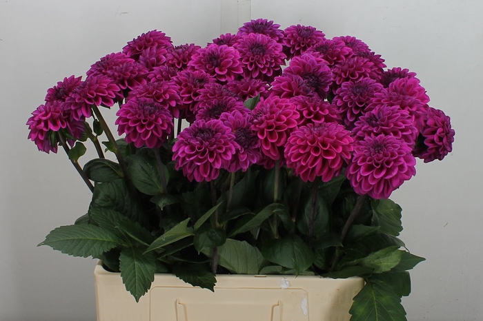 <h4>Dahl Ball Purple Fox (Koppert)</h4>