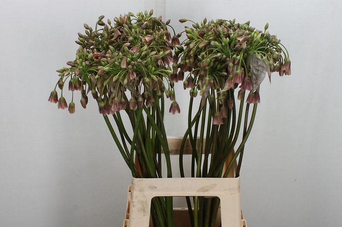 <h4>Allium Nect Siculum Bulgar</h4>