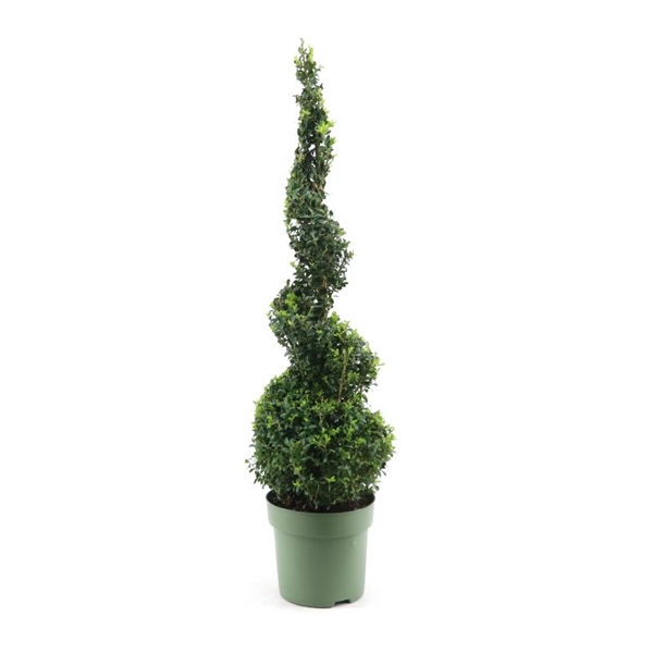 <h4>Buxus semp. Spiral 70cm</h4>