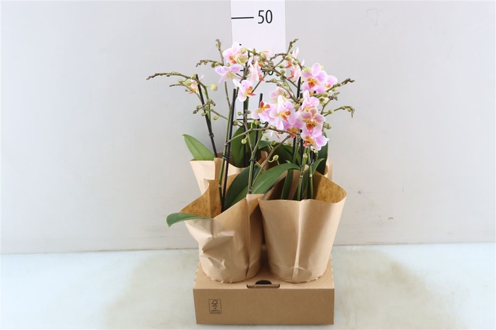<h4>Phal Mtfl Luca 2 Tak</h4>