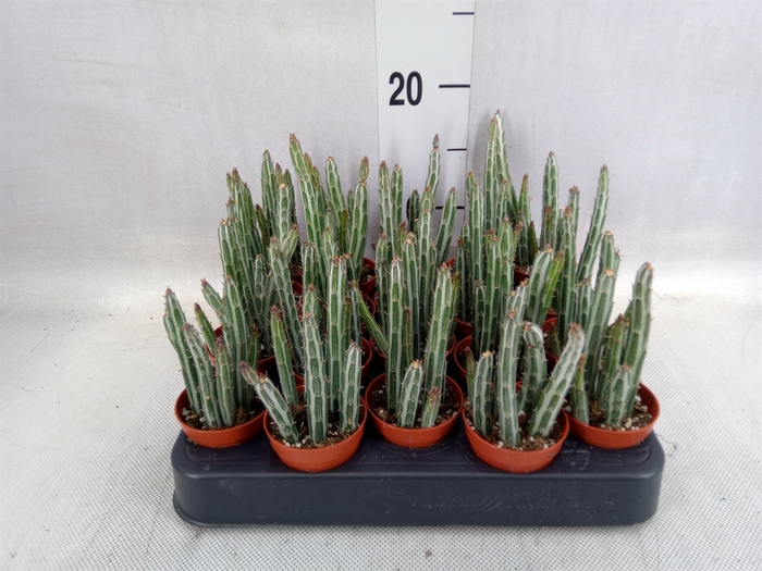 <h4>Succulents   ...</h4>