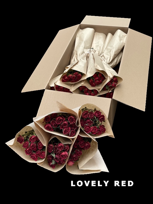 <h4>Dried Roses Lovely Red</h4>