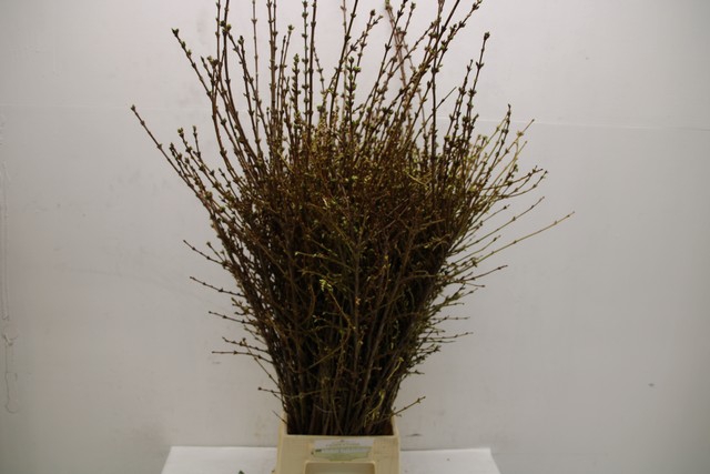 <h4>Forsythia yellow</h4>