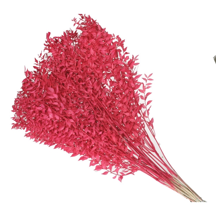 <h4>Droogbloem Ruscus 65cm</h4>