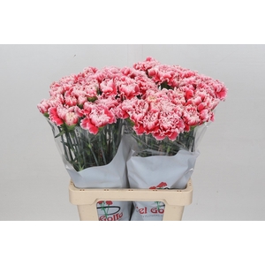 Dianthus St Hugo