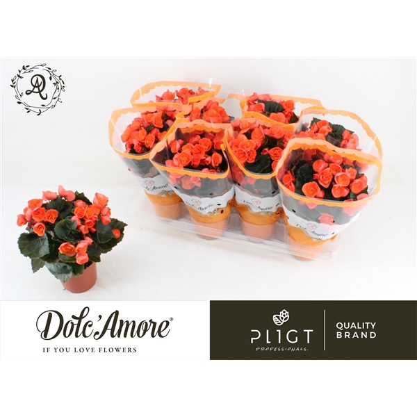 <h4>Begonia Sweeties Oranje P12 Dolc'Amore®</h4>