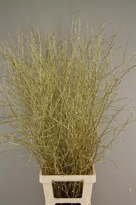 <h4>Betula Bs Paint Ant Gold Fst</h4>