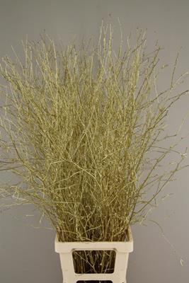<h4>Betula Bs Paint Gold Fst</h4>